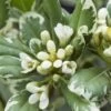 Australische Laurier (Pittosporum Tobira 'Variegatum') -Tuinplanten Winkel pittosporum tobira variegatum