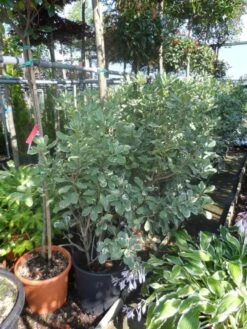 Australische Laurier (Pittosporum Tobira 'Variegatum') -Tuinplanten Winkel pittosporum tobira variegatum 100 125 c35 50