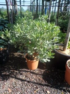 Australische Laurier (Pittosporum Tobira 'Variegatum') -Tuinplanten Winkel pittosporum tobira variegatum c10