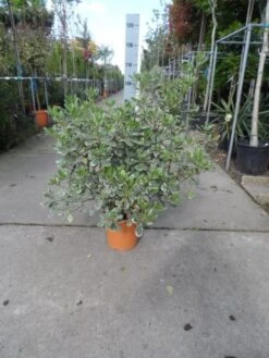 Australische Laurier (Pittosporum Tobira 'Variegatum') -Tuinplanten Winkel pittosporum tobira variegatum c10