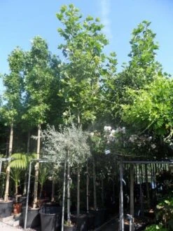 Plataan (Platanus Hispanica) -Tuinplanten Winkel platanus acerifolia 14 16 18ho cont