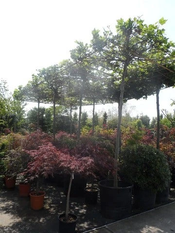 Dakplataan (Platanus Hispanica ) 14 Dakplataan (Platanus Hispanica ) - Afbeelding 12