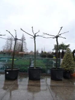 Dakplataan (Platanus Hispanica ) 26 Dakplataan (Platanus Hispanica ) -Tuinplanten Winkel platanus acerifolia 25 30 35 dakvorm 1