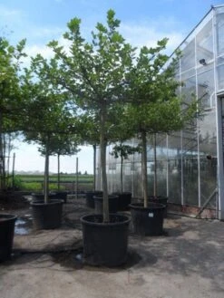Dakplataan (Platanus Hispanica ) 28 Dakplataan (Platanus Hispanica ) -Tuinplanten Winkel platanus acerifolia 25 30 35ho c350 dakvorm met zelfstaande armen