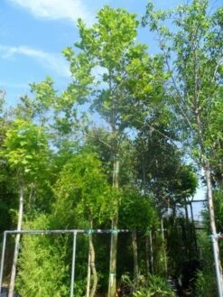 Plataan (Platanus Hispanica) -Tuinplanten Winkel platanus acerifolia 25 30ho cont