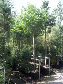 Bolplataan (Platanus 'Alphen's Globe') -Tuinplanten Winkel platanus acerifolia alphen s globe 12 14ho cont. 1