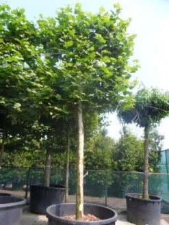 Leiplataan (Platanus Hispanica) 9 Leiplataan (Platanus Hispanica) -Tuinplanten Winkel platanus acerifolia leivorm 40 50ho c1000