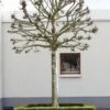 Bolplataan (Platanus 'Alphen's Globe') -Tuinplanten Winkel platanus x hispanica01