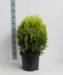 Levensboom (Thuja Orientalis 'Aurea Nana') -Tuinplanten Winkel platycladus or aurea nana 50 60 cm co. 10l kopie