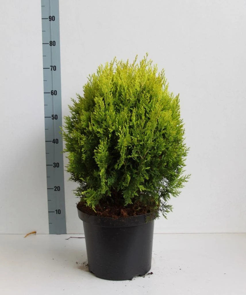Levensboom (Thuja Orientalis 'Aurea Nana') - Afbeelding 6