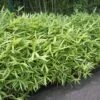 Bamboe (Pleioblastus Pumilus) -Tuinplanten Winkel pleioblastus pumilus