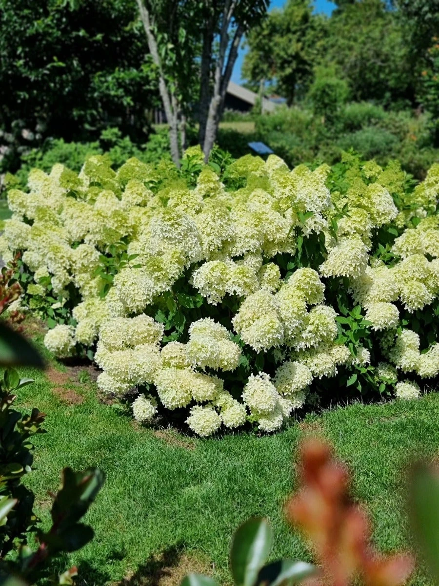 Pluimhortensia (Hydrangea Paniculata 'Skyfall') 6 Pluimhortensia (Hydrangea Paniculata 'Skyfall') - Afbeelding 4