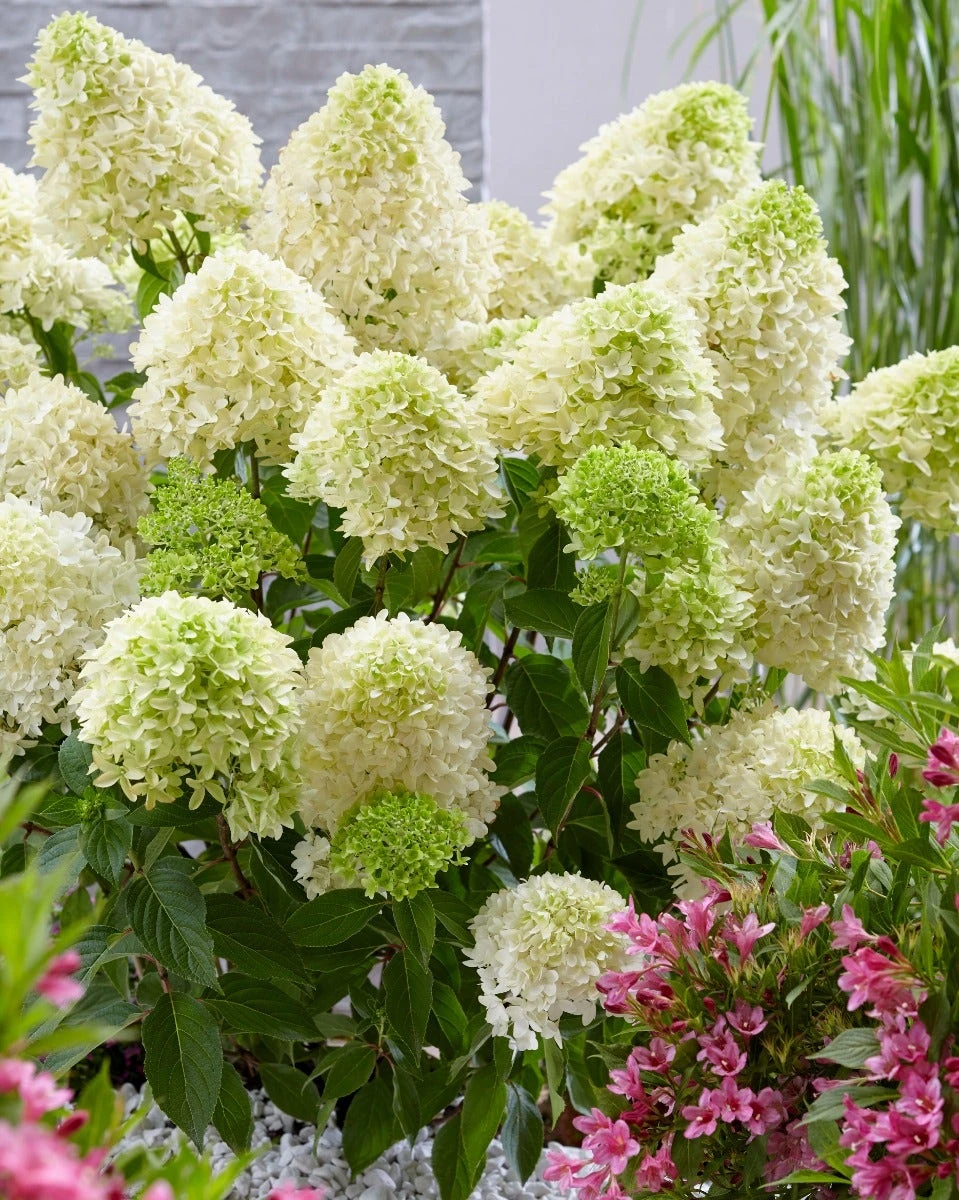 Pluimhortensia (Hydrangea Paniculata 'Skyfall') 4 Pluimhortensia (Hydrangea Paniculata 'Skyfall') - Afbeelding 2