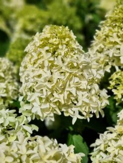 Pluimhortensia (Hydrangea Paniculata 'Skyfall')