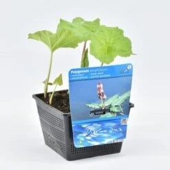 Veenwortel (Polygonum Amphibium)