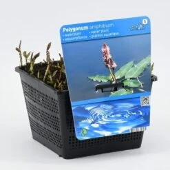Veenwortel (Polygonum Amphibium) -Tuinplanten Winkel polygonum amphibium 20180412194719