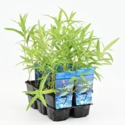 Veenwortel (Polygonum Amphibium) -Tuinplanten Winkel polygonum amphibium 20180510102014 m 10675