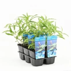 Veenwortel (Polygonum Amphibium) -Tuinplanten Winkel polygonum amphibium t e 10675 p9