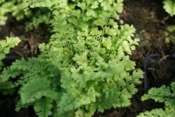 Niervaren (Polystichum Setiferum 'Plumoso-densum') -Tuinplanten Winkel polystichum set. plumoso densum 1
