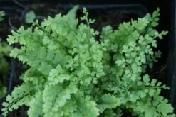 Niervaren (Polystichum Setiferum 'Plumoso-densum') -Tuinplanten Winkel polystichum set. plumoso densum 2