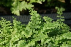 Niervaren (Polystichum Setiferum 'Plumoso-densum') -Tuinplanten Winkel polystichum set. plumoso densum 3