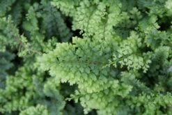 Niervaren (Polystichum Setiferum 'Plumoso-densum') -Tuinplanten Winkel polystichum set. plumoso densum 4