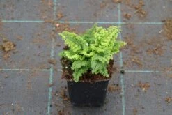 Niervaren (Polystichum Setiferum 'Plumoso-densum') -Tuinplanten Winkel polystichum set. plumoso densum 6