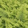 Niervaren (Polystichum Setiferum 'Plumoso-densum') -Tuinplanten Winkel polystichum set plumosa densum 1