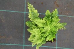 Niervaren (Polystichum Setiferum 'Plumoso-densum') -Tuinplanten Winkel polystichum set plumosa densum 2