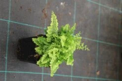Niervaren (Polystichum Setiferum 'Plumoso-densum') -Tuinplanten Winkel polystichum set plumosa densum 3