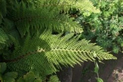 Niervaren (Polystichum Setiferum 'Plumoso-densum') -Tuinplanten Winkel polystichum setiferum plumoso densum 1