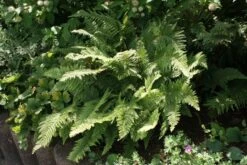 Niervaren (Polystichum Setiferum 'Plumoso-densum') -Tuinplanten Winkel polystichum setiferum plumoso densum 3