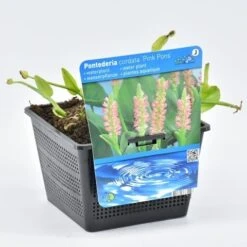 Roze Snoekkruid (Pontederia Cordata 'Pink Pons')