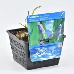 Reuze Snoekkruid (Pontederia Cordata 'Lanceolata') 7 Reuze Snoekkruid (Pontederia Cordata 'Lanceolata') -Tuinplanten Winkel pontederia cor lanceolata 18x18 20180403195723