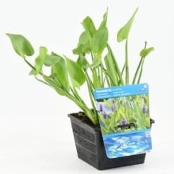Snoekkruid (Pontederia Cordata) 16 Snoekkruid (Pontederia Cordata) -Tuinplanten Winkel pontederia cordata 18x18 20180510101006