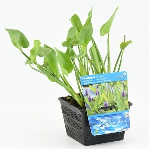 Snoekkruid (Pontederia Cordata) 9 Snoekkruid (Pontederia Cordata) - Afbeelding 7
