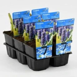 Snoekkruid (Pontederia Cordata) 12 Snoekkruid (Pontederia Cordata) -Tuinplanten Winkel pontederia cordata 20180325135517