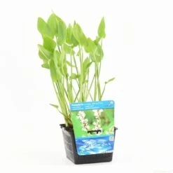 Wit Snoekkruid (Pontederia Cordata 'Alba') -Tuinplanten Winkel pontederia cordata alba s