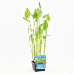 Snoekkruid (Pontederia Cordata) 11 Snoekkruid (Pontederia Cordata) -Tuinplanten Winkel pontederia cordata s