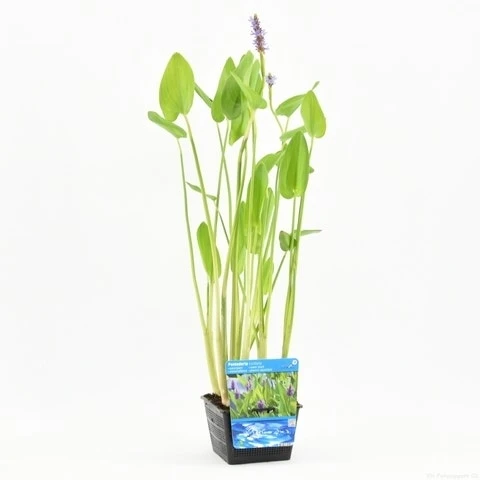 Snoekkruid (Pontederia Cordata) 4 Snoekkruid (Pontederia Cordata) - Afbeelding 2