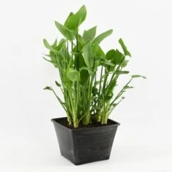 Snoekkruid (Pontederia Cordata) 13 Snoekkruid (Pontederia Cordata) -Tuinplanten Winkel pontederia cordata sb