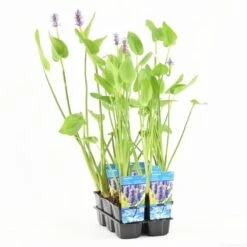 Snoekkruid (Pontederia Cordata) 17 Snoekkruid (Pontederia Cordata) -Tuinplanten Winkel pontederia cordata t