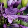 Afrikaanse Lelie (Agapanthus 'Poppin Purple') -Tuinplanten Winkel poppinpurple01