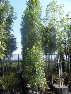 Italiaanse Populier (Populus Nigra 'Italica') -Tuinplanten Winkel populus nigra italica 400 500 600 16 18 20 25