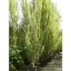 Italiaanse Populier, Bosplantsoen (Populus Nigra 'Italica') -Tuinplanten Winkel populusnigraitalica