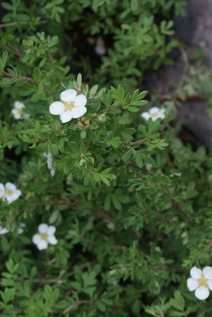 Ganzerik (Potentilla Fruticosa 'Abbotswood') 7 Ganzerik (Potentilla Fruticosa 'Abbotswood') - Afbeelding 5