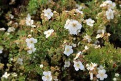 Ganzerik (Potentilla Fruticosa 'Abbotswood') 37 Ganzerik (Potentilla Fruticosa 'Abbotswood') -Tuinplanten Winkel potentilla frut. abbotswood 1
