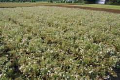 Ganzerik (Potentilla Fruticosa 'Abbotswood') 36 Ganzerik (Potentilla Fruticosa 'Abbotswood') -Tuinplanten Winkel potentilla frut. abbotswood 2