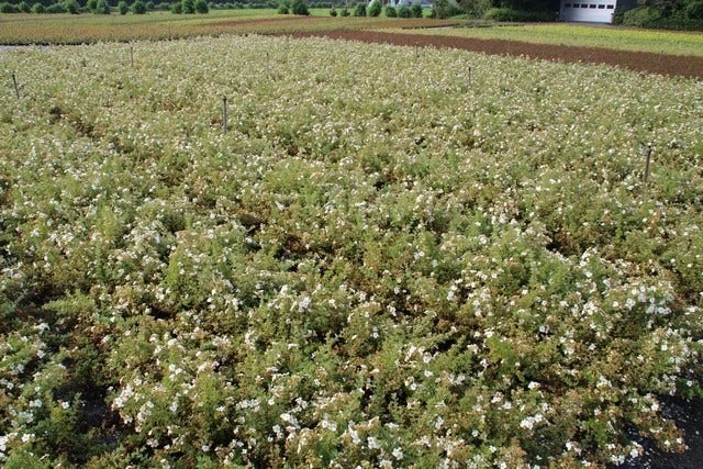 Ganzerik (Potentilla Fruticosa 'Abbotswood') 19 Ganzerik (Potentilla Fruticosa 'Abbotswood') - Afbeelding 17