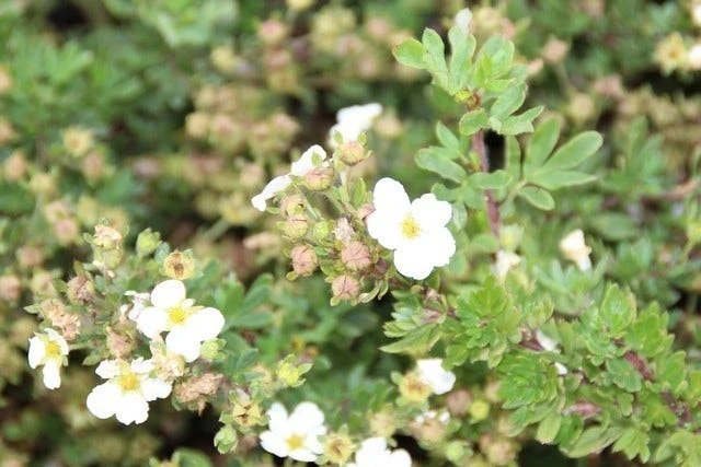 Ganzerik (Potentilla Fruticosa 'Abbotswood') 9 Ganzerik (Potentilla Fruticosa 'Abbotswood') - Afbeelding 7